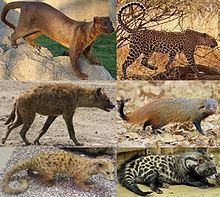 Fossa (Eupleridae), Leopard (Felidae), Hyena maculate (Hyaenidae), Urva vitticolla (Herpestidae), Nandinia binotata (Nandiniidae), African civetta (Viverridae)