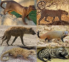 Famílias viventes: Eupleridae, Felidae, Hyaenidae, Herpestidae, Nandiniidae e Viverridae.