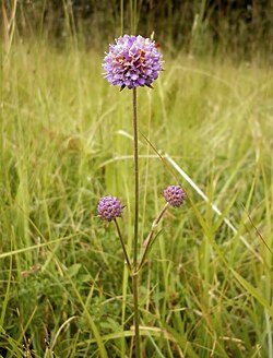 Purtojuuri (Succisa pratensis)