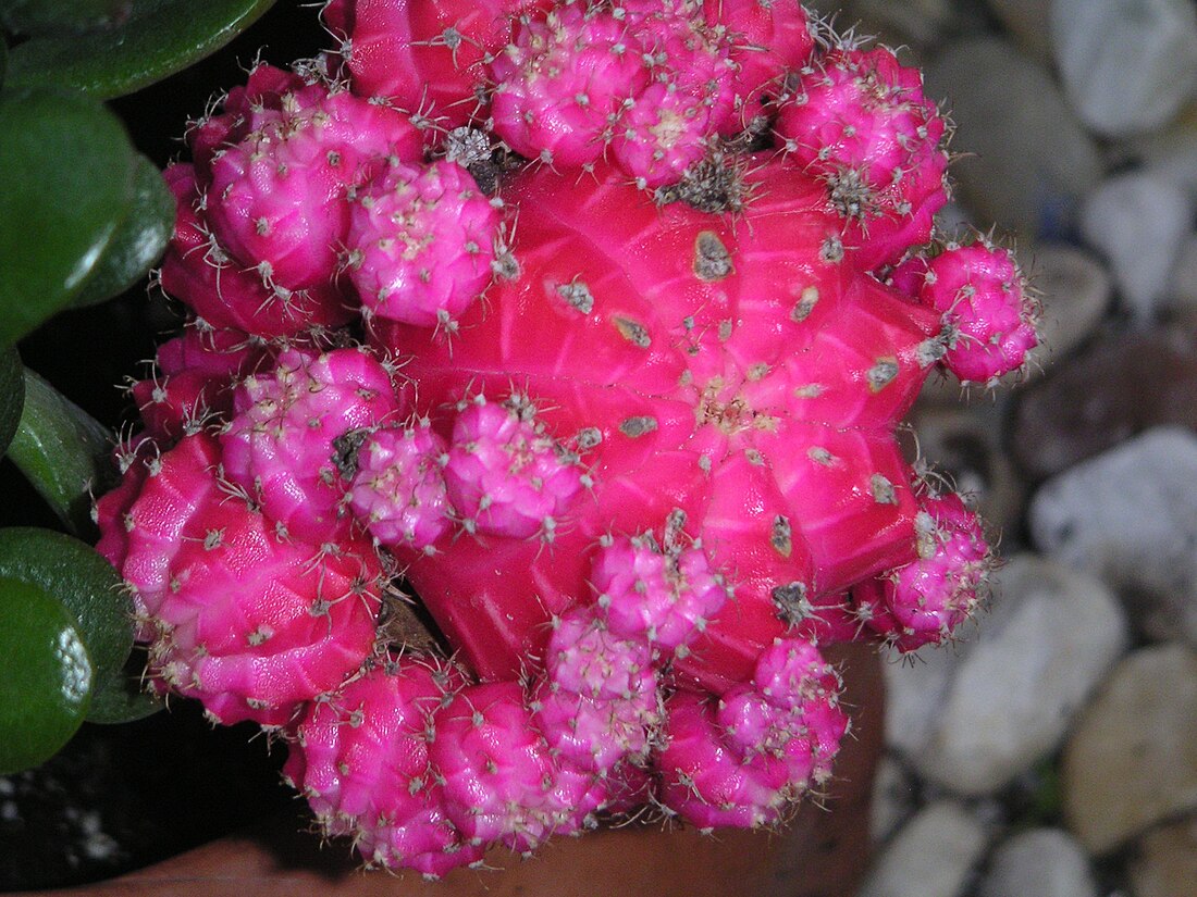 File:Succulent close-up.JPG