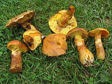 Suillus grevillei.jpg