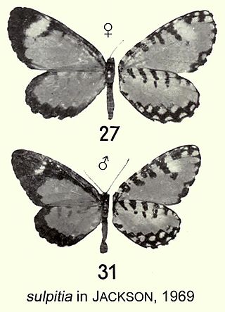 <i>Telipna sulpitia</i> Species of butterfly