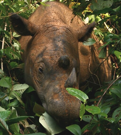 Sumatran Rhinoceros Way Kambas 2008 (crop)