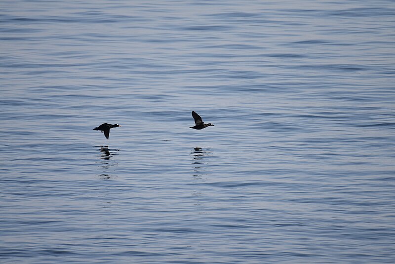 File:Surf scoter cape may 2.2.19 DSC 0294.jpg