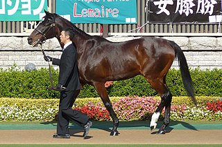 <span class="mw-page-title-main">Symboli Rudolf</span> Japanese-bred Thoroughbred racehorse