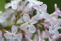 Syringa vulgaris-01 (xndr).jpg