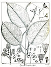 Syzygium alternifolium Govindoo.jpg