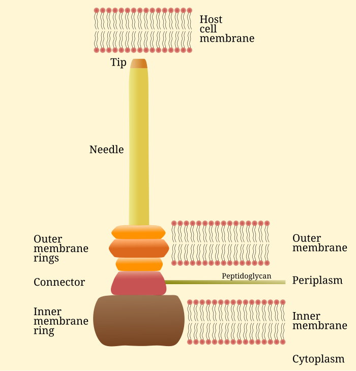 3 типа секреции. Секреторная система III типа.. Type 3 secretion System. Системы секреции III типа. 2 Тип секреторных систем.