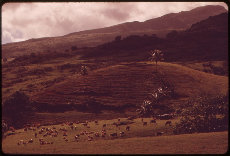 File:THE HANA AREA OF MAUI IS MOSTLY PRIME AGRICULTURAL LAND AND IS NOT IMMEDIATELY THREATENED BY DEVELOPMENT. IT IS ONE... - NARA - 554071.tif