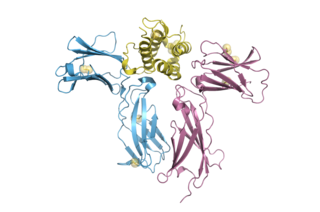 <span class="mw-page-title-main">CRLF2</span> Protein-coding gene in the species Homo sapiens