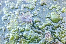 Ecology : Spirogyra aglae in Taffs Well Thermal spring flooded area Taffs Well Thermal Spring Spirogyra Algae.jpg