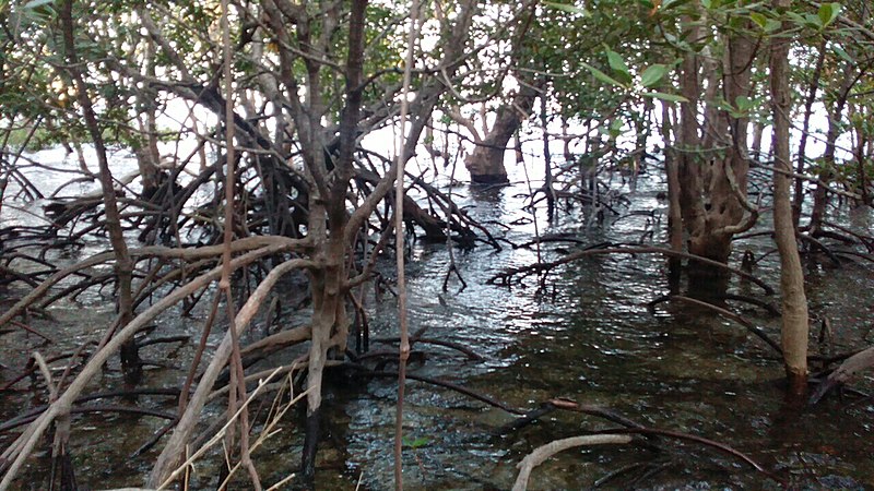 File:Taklong Mangroves.jpg