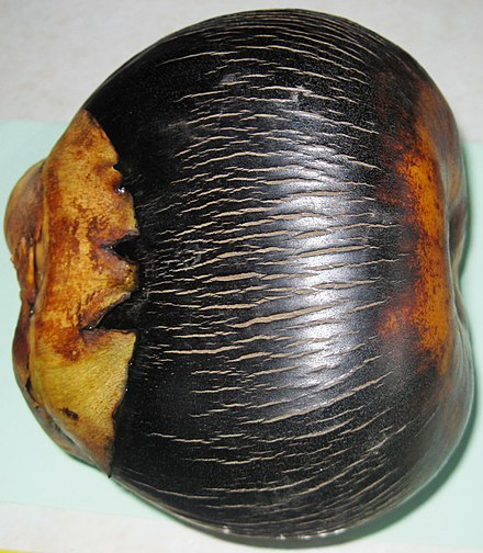 Tal palm (Borassus flabellifer) fruit