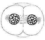 Telophase: The decondensing chromosomes are surrounded by nuclear membranes. Cytokinesis has already begun; the pinched area is known as the cleavage furrow.