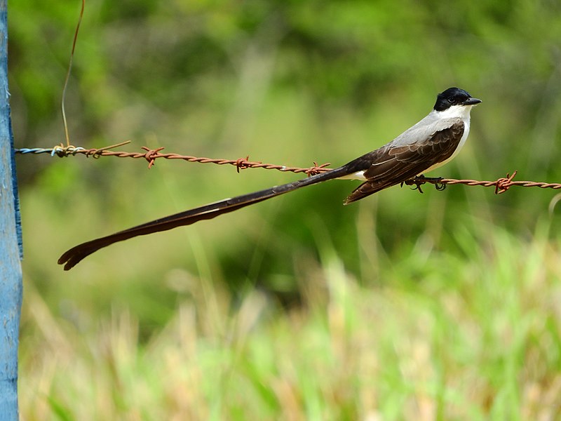 File:Tesourinha Macho (Tyrannus savana) em Cesario Lange SP.jpg