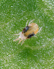 Red spider mite Tetranychus-urticae.jpg