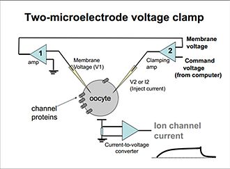 Two-electrode voltage clamp Tevcimage.jpg