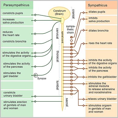 Sympathetic Nervous System Vs Parasympathetic Nervous System Chart