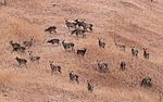 Vignette pour Parc national de Dachigam