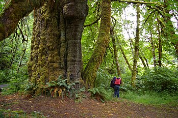 San Juan Spruce