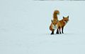 The fox with two backs.jpg
