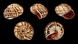 Theba pisana ssp. minor, Shell