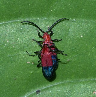 <i>Thonalmus</i> Genus of beetles