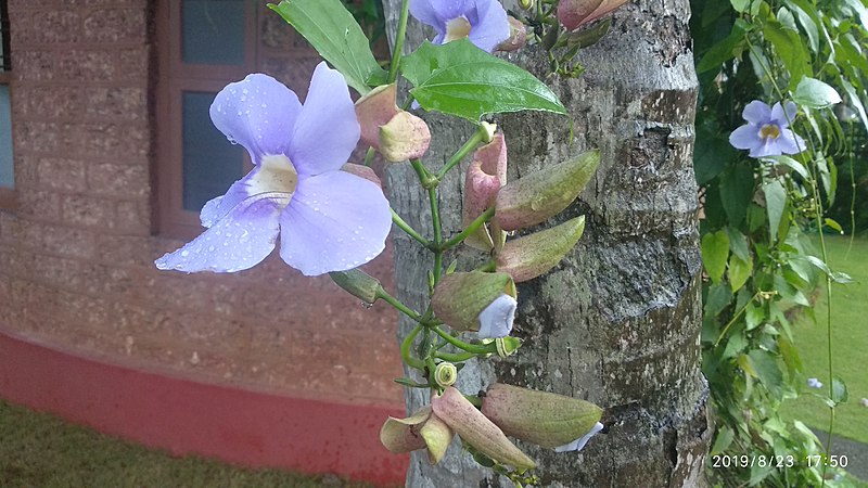 File:Thunbergia laurifolia blue trumpet vine.jpg