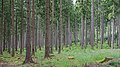 * Nomination Pine forest near Tambach-Dietharz, Thuringia, Germany. (By A.Savin) --Geoprofi Lars 17:34, 27 February 2021 (UTC) * Promotion  Support Good quality. --Aristeas 17:21, 27 February 2021 (UTC)