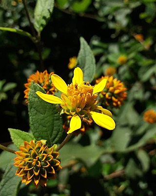 <i>Tilesia</i> Genus of flowering plants