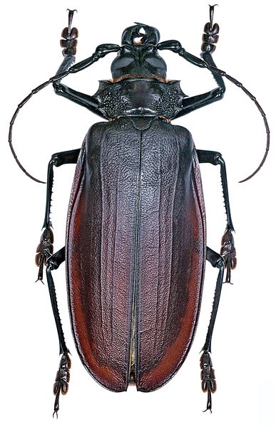 File:Titanus giganteus MHNT dos (cropped).jpg