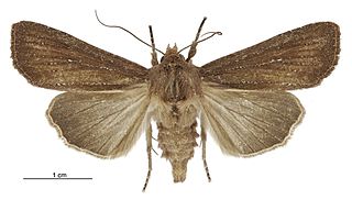 <i>Tmetolophota micrastra</i> Species of moth