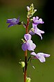 Linaria floridana