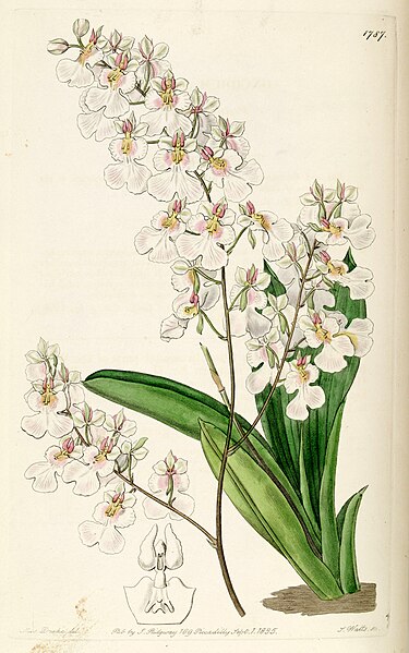 File:Tolumnia pulchella (as syn. Oncidium pulchellum) - Edwards vol 21 pl 1787 (1836).jpg