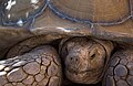 * Nomination tortue géante au parc friguia --Imed skander 10:42, 4 September 2016 (UTC) * Decline  Oppose Good resolution, but, sorry, DoF (f/5.6) is not QI IMO. Composition at bottom is a bit tight IMO--Lmbuga 16:38, 4 September 2016 (UTC)