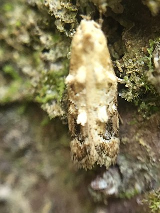 <i>Trachypepla aspidephora</i> Species of moth endemic to New Zealand
