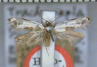 <i>Trachypepla hieropis</i> Species of moth endemic to New Zealand