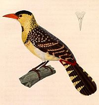 Trachyphonus margaritatus 1838.jpg