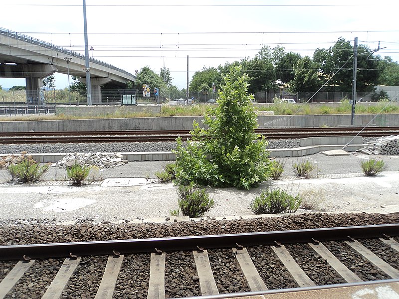 File:Tree in the railway - panoramio.jpg