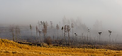 A bank of trees shrouded in fog on the northern shores of Loch Tay