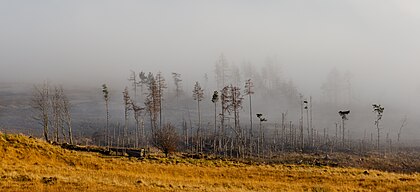 Árvores na névoa no lado norte do lago Tay, Terras Altas da Escócia (definição 5 447 × 2 492)