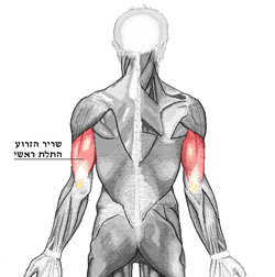 Triceps brachii he.png