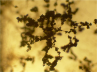 Trichoderma conidiophores 16X.png