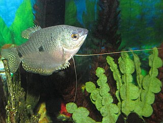 Three spot gourami Species of fish