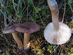 Tricholoma vaccinum G3.jpg