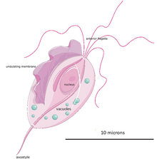 The structure of T. vaginalis Trichomonas vaginalis (02).png