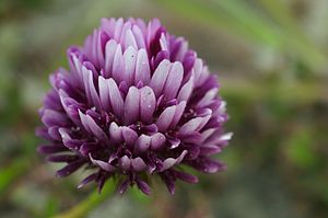 Trifolium wormskioldii.jpg