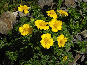 Lower globe flower (Trollius pumilus)