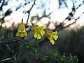 Thumbnail for Tropaeolum brachyceras