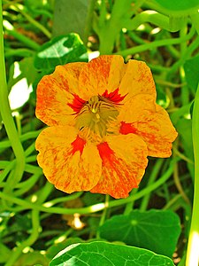 Tropaeolum majus Flower